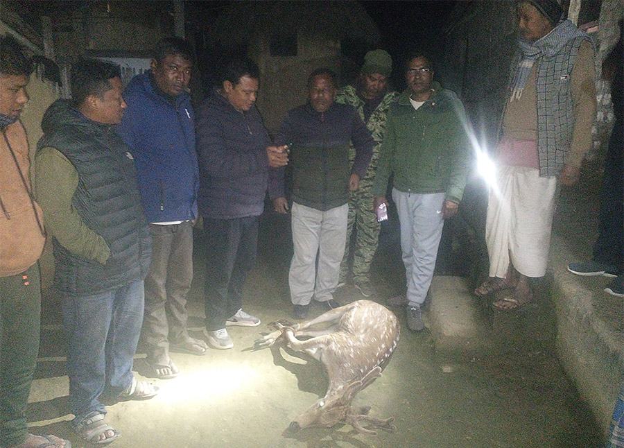 सखुवाप्रसौनीमा भेटिएका दुईवटा चित्तल वन कार्यालयलाई बुझाइयो