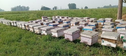 विदेशबाट आयात हुने मह रोक्न दाङका किसानको माग