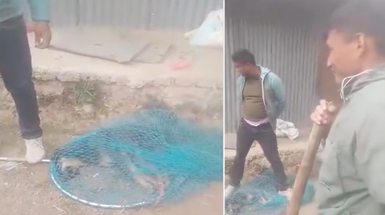 नागार्जुनमा घाइते कुकुरलाई यातना दिएर मारेको आरोपमा २ जना पक्राउ