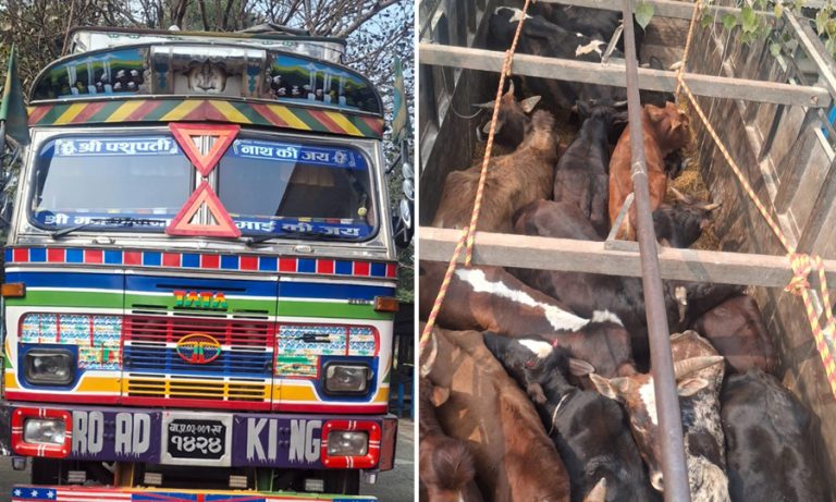 हेटौंडाबाट गोरु बोकेको ट्रक भागाएको आरोपमा सई जिल्ला तानिए