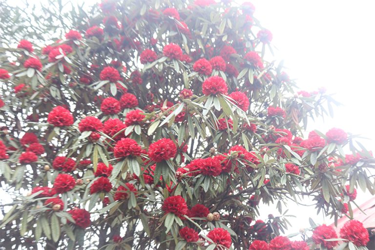 गुराँसले जोगाउँदै फुङ्लिङको पर्यटन व्यवसाय