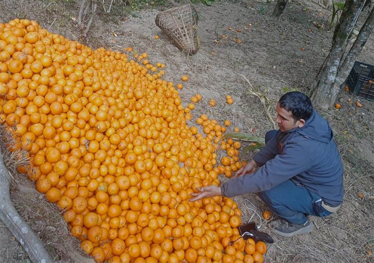 भोजपुरका किसानलाई सुन्तला खेतीमा प्रोत्साहन गर्दै कृषि ज्ञानकेन्द्र
