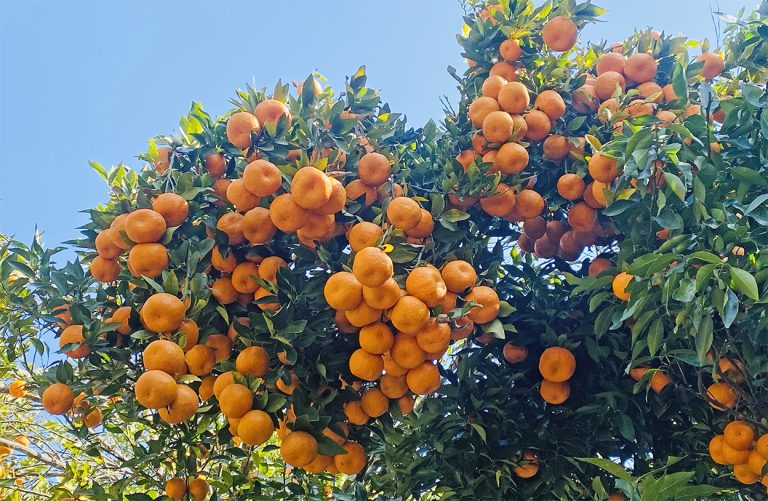 गण्डकीमा ४ अर्बभन्दा बढीको सुन्तला उत्पादन
