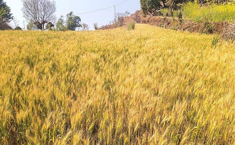 १५ वर्षपछि दमौलीमा फेरि थालियो सामूहिक गहुँखेती