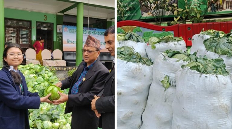 वडा र स्कुलले किनिदिए नबिकेर खेतमै जोत्न थालिएको ३ हजार किलो बन्दा