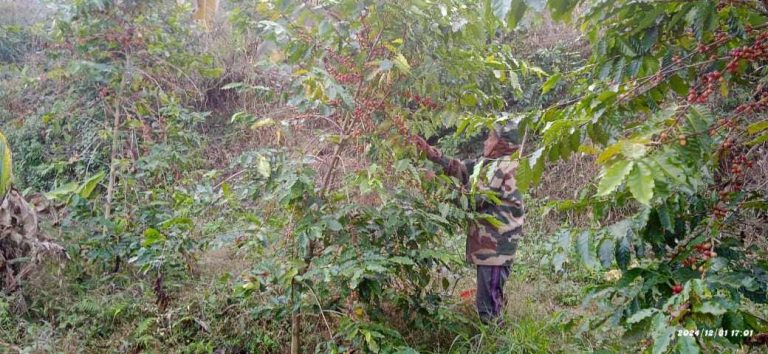 गोरखाका किसान व्यावसायिक कफी खेतीप्रति आकर्षित