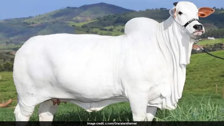 ४० करोड रुपैयाँमा बिक्यो एउटा गाई, बन्यो विश्व रेकर्ड