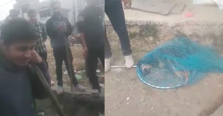 घाइते कुकुरको पीडालाई बुझेनन्, उल्टै कुटीकुटी मारिदिए