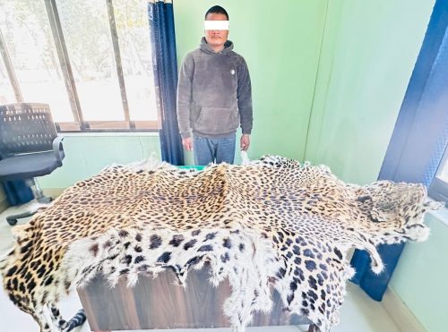कैलालीमा चितुवाको छालासहित एक युवक पक्राउ
