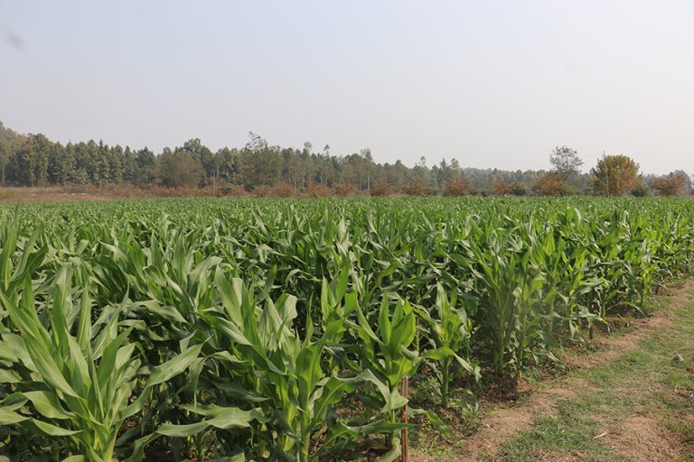 हरिहरिपुरगढीमा मकैको हाइब्रिड बीउ उत्पादन प्लट