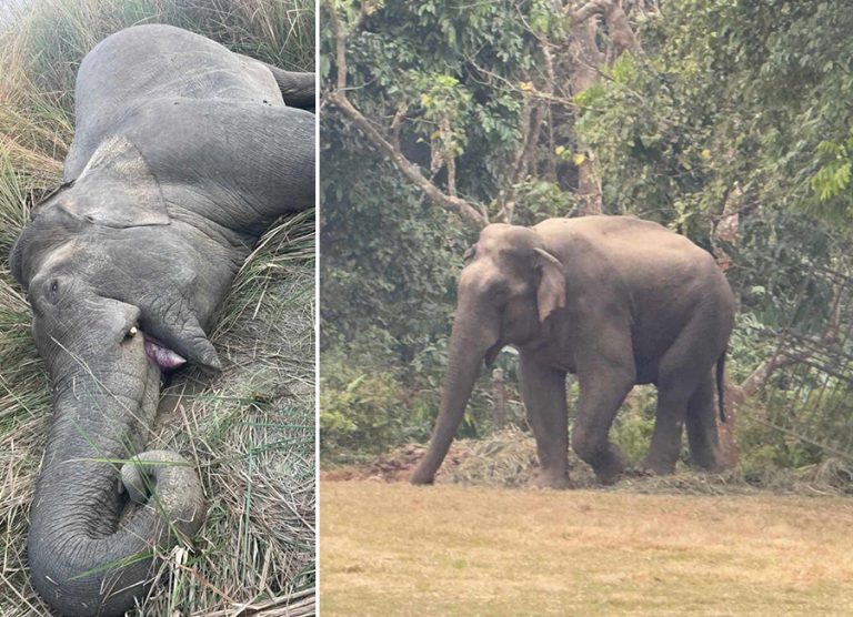 मकुनालाई निकुञ्ज सुरक्षाकर्मीकै गोली लागेको घटनामा संरक्षणकर्मीको विरोध