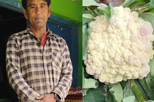 १२ किलोको काउली फलाएका पदम भन्छन् – विदेश जाने सोच कहिल्यै आएन