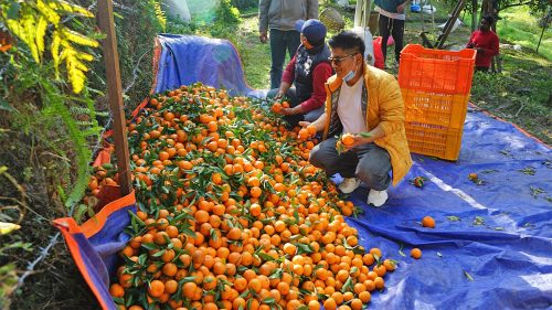 झाडी फाँडेर सुन्तला बगान