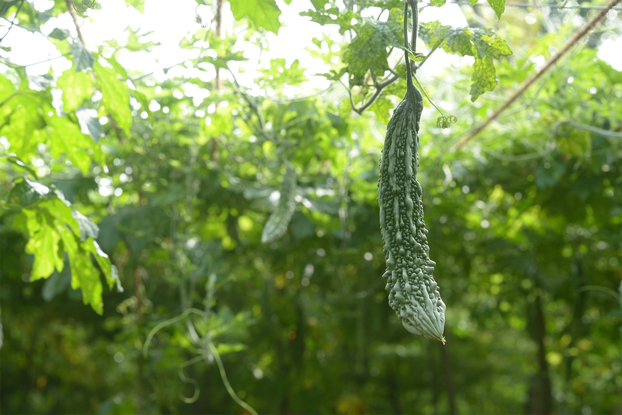तिते करेलाको मूल्य ह्वात्तै घट्यो, कतिमा किन्न पाइन्छ ?