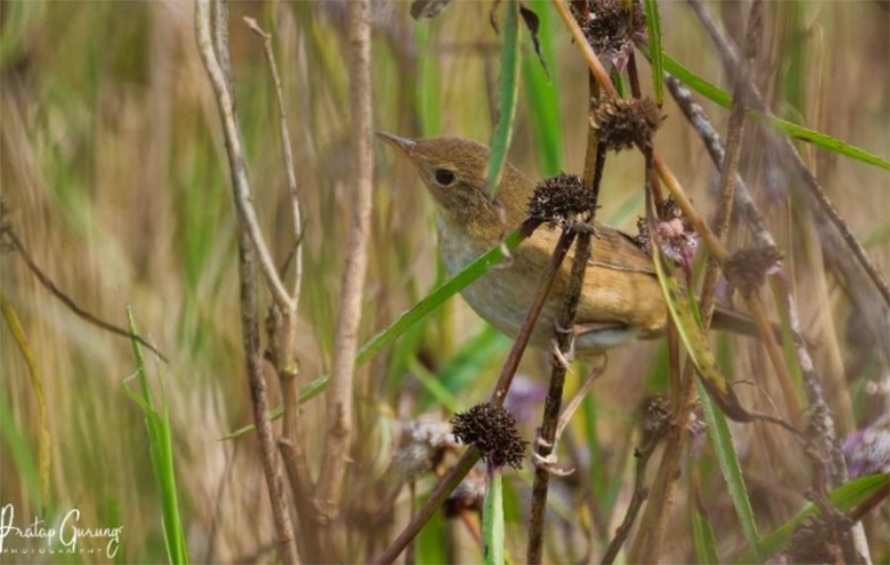 Brown Bush warbler, suspected of being extinct in Nepal, spotted in Chitwan
