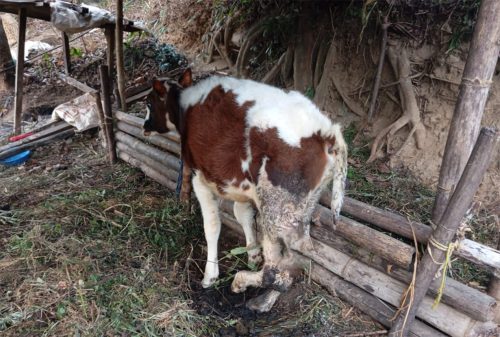 इलाममा मासुका लागि जिउँदै गोरुको फिला काटियो