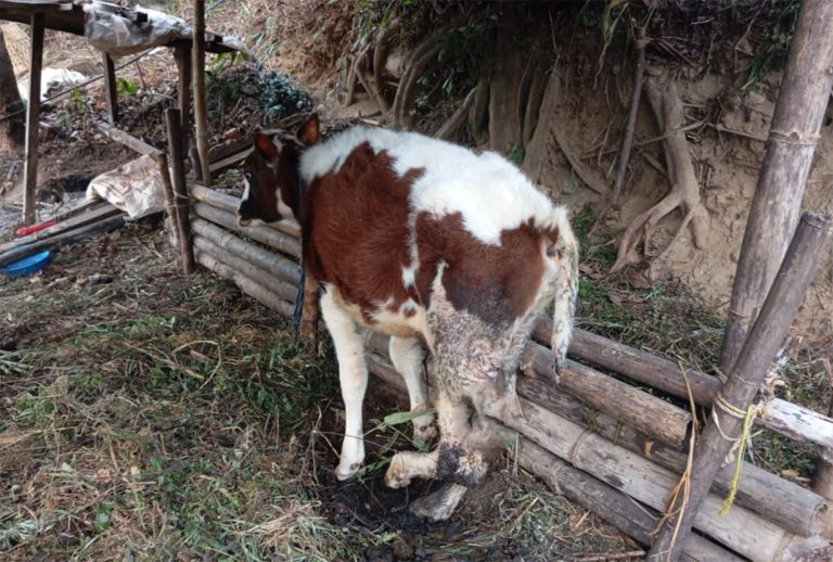 इलाममा मासुका लागि जिउँदै गोरुको फिला काटियो