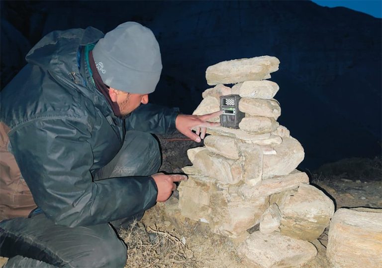 दुर्लभ जीव हिउँचितुवाको अनुगमन गरिंदै