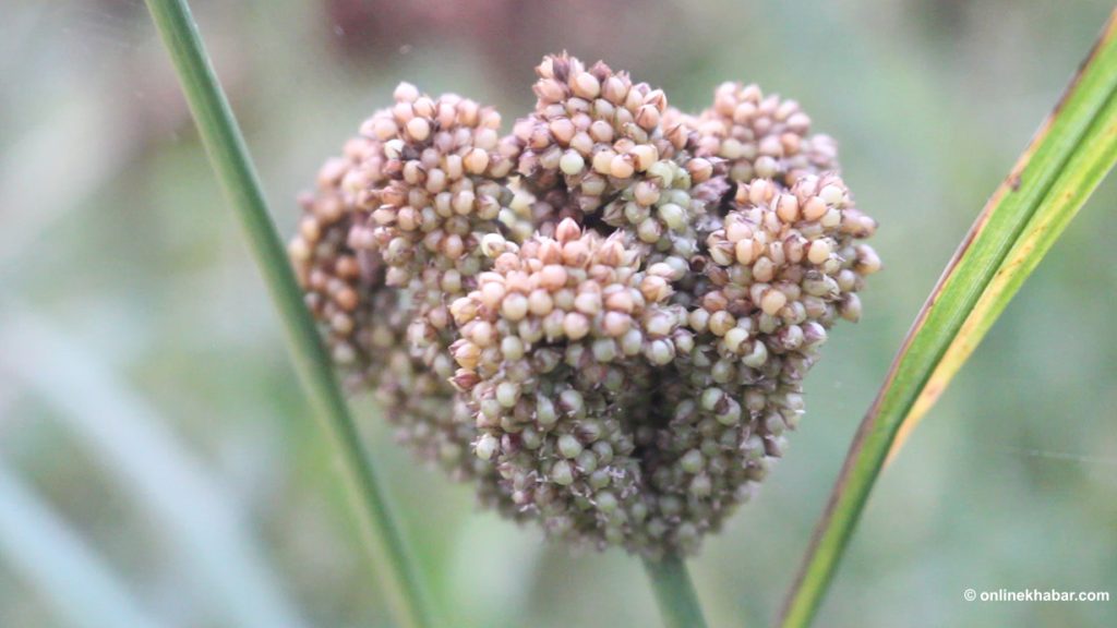 गुल्मीमा बर्सेनि कोदो उत्पादन घट्दै