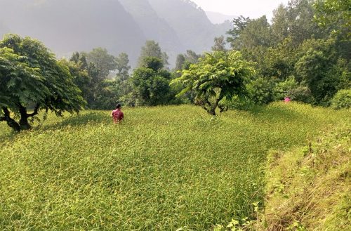 भीमफेदी गाउँपालिकाले ल्यायो कोदोखेती प्रवर्द्धन कार्यक्रम