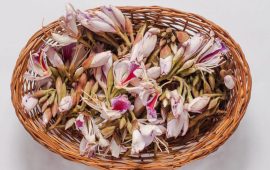 बजारमा आउन थाल्यो कोइरालो, किलोको कति ?