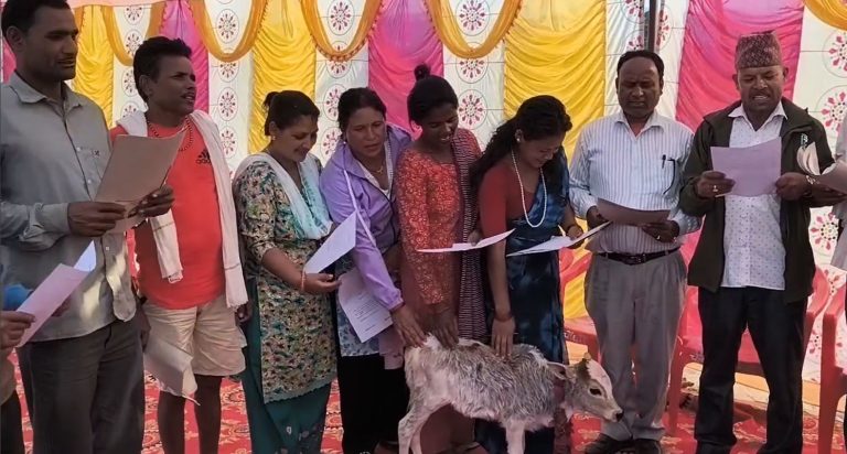 गाईको बाच्छी छोएर गौरक्षाको शपथ