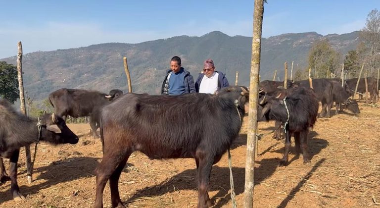 दिक्तेलमा स्वरोजगार बनाउन ४०० राँगा वितरण गरिंदै