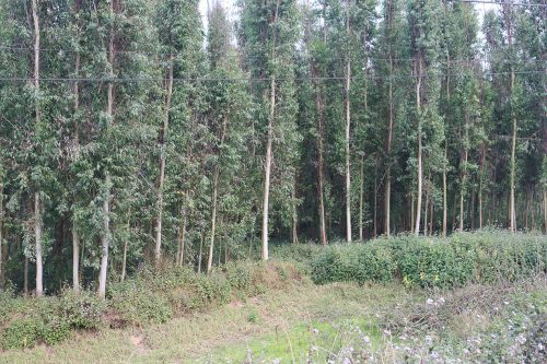मसलाका रूख रोपेर पछुताएका तराईका किसान