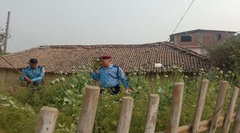 बारामा ३ कट्ठामा लगाइएको अफिम खेती नष्ट