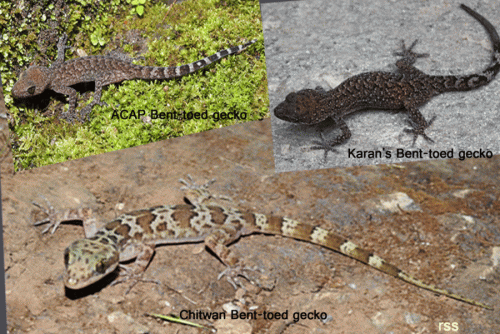 नेपालमा भेटिए छेपारोका तीन नयाँ प्रजाति