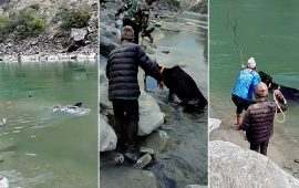 जिउँदै गाईलाई ढुंगाले हान्दै निर्ममतापूर्वक नदीमा बगाइयो