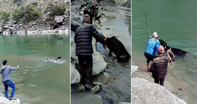 गाईलाई कुटीकुटी नदीमा हेल्नेहरू प्रशासनको निशानामा, वडाध्यक्षसहित बाजुरा सदरमुकाम झिकाउन निर्देशन