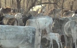 गाईगोरुलाई बगरमा तारबारले थुनेर राखियो, घाँसपानी नहुँदा प्लाष्टिक खाएर मर्दै