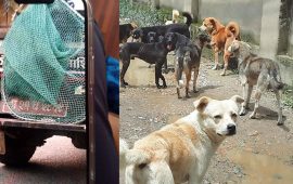 मुलपानीमा २ दर्जन कुकुरलाई यातनापूर्वक गाडीमा कोचेर बेपत्ता पारियो