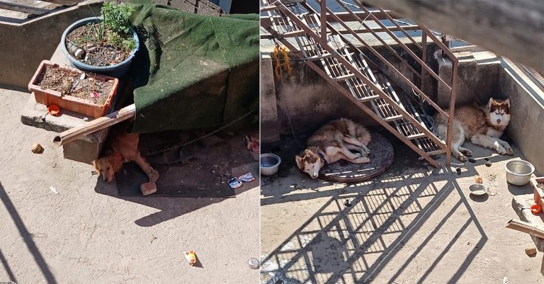 कुकुरलाई बन्धक बनाएर ३ दिनदेखि खाना र पानीसमेत दिइएन