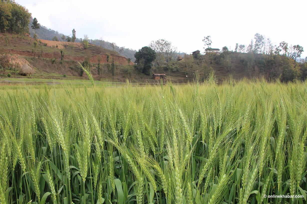 गुल्मीमा बर्सेनि गहुँ खेतीको उत्पादन घट्दै