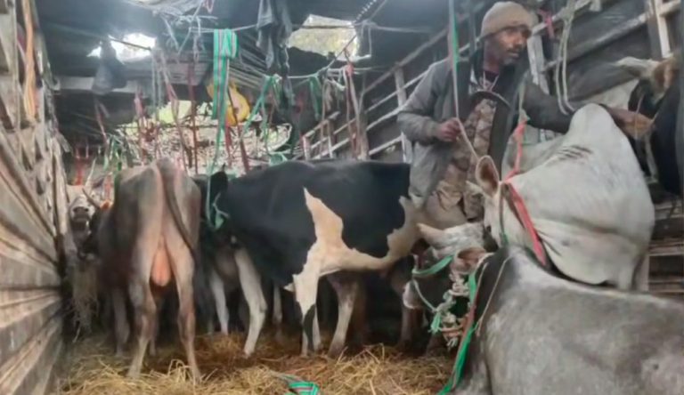 गाईगोरुलाई यातनापूर्वक ट्रकमा कोचेर ढुवानी