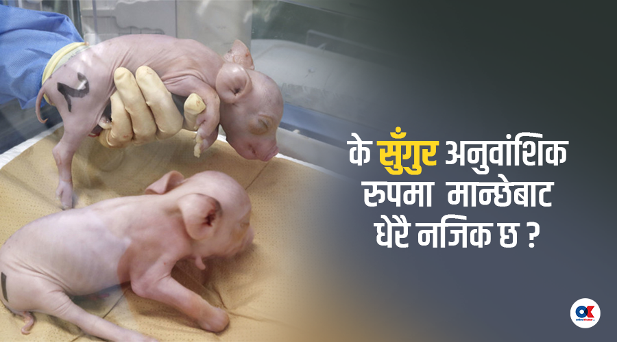 किन मान्छेमा सुँगुरकै अंग प्रत्यारोपण गरिन्छ ?