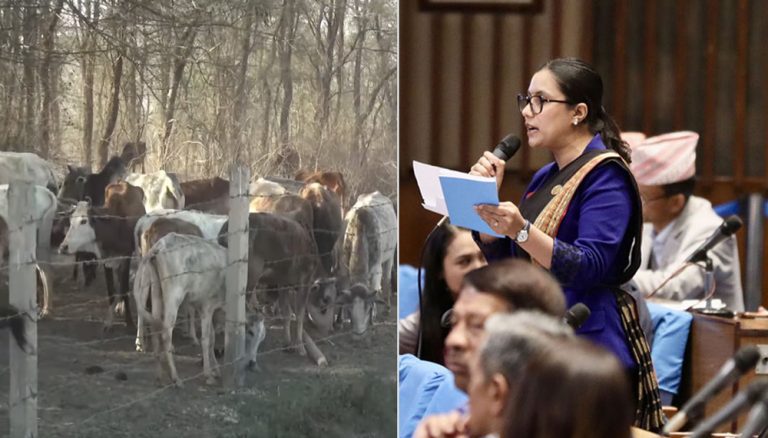 बगरमा तारबारले थुनेर राखिएका गाईगोरुको उद्धार गर्न सांसद गौतमको माग
