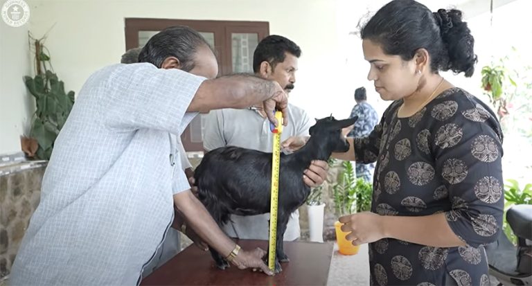 यो हो संसारकै सानो बाख्रो (भिडियो सहित)
