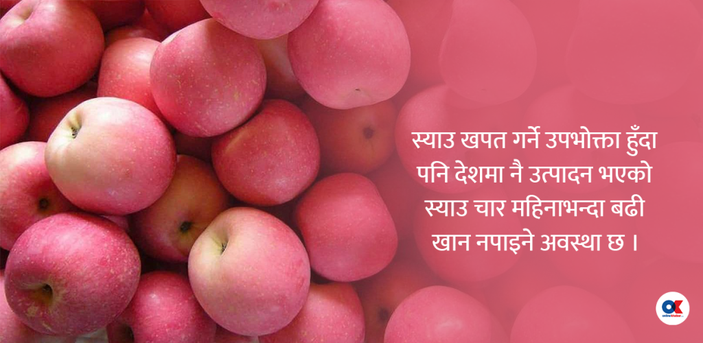 सदाबहार पाइने स्याउ किन सधैं महँगो ?