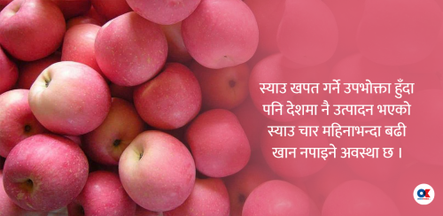 सदाबहार पाइने स्याउ किन सधैं महँगो ?