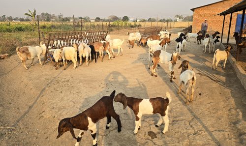 विदेशबाट फर्किएर बाख्रापालनबाट वार्षिक १० लाख कमाउँछन् दाङका युवा किसान