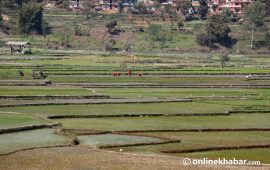 चैते धान उत्पादन बढ्याे, किसानलाई बजारकै समस्या