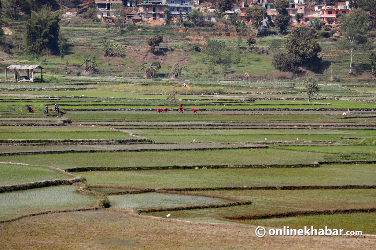 कृषि आधुनिकीकरण कार्यक्रमले बढ्यो चैते धान उत्पादन, किसानलाई बजारकै समस्या