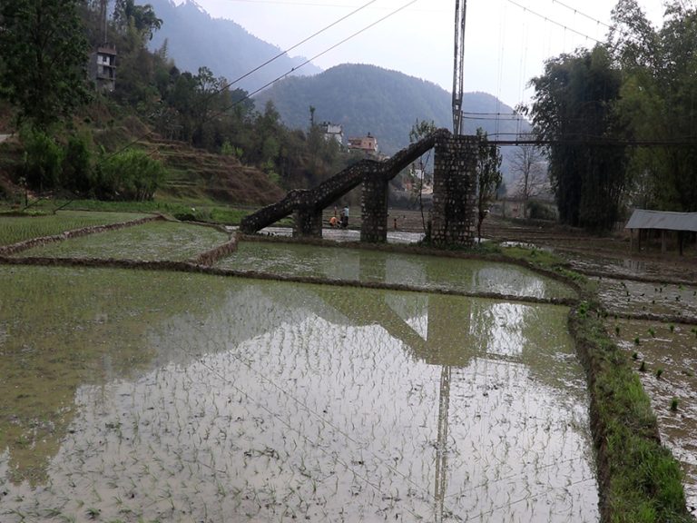 गुल्मीमा ३१९ हेक्टर क्षेत्रफलमा मात्रै चैते धान खेती