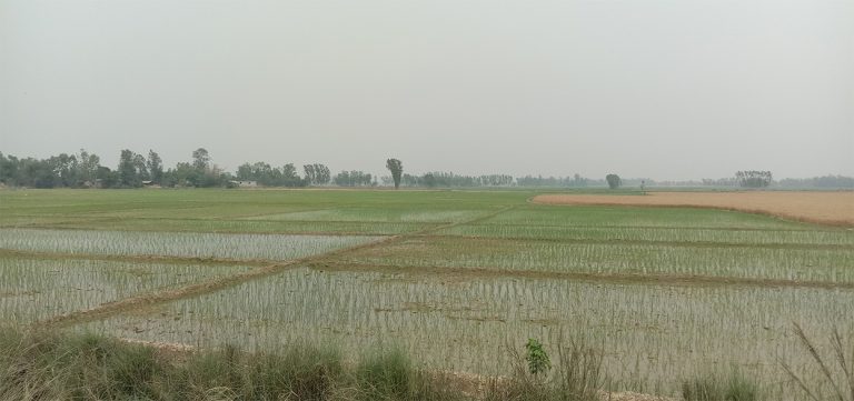 भजनीका किसानका लागि विशेष बन्‍दै चैते धान