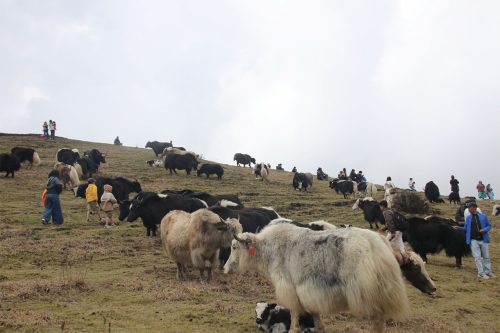 पाँचथरमा चौंरी महोत्सव : थरीथरीका चौंरी हेर्दै रमाए पर्यटक