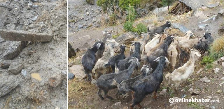 हुम्लाको श्रीनगर बजारमा बाढी :  घर, पसल र गोठमा क्षति