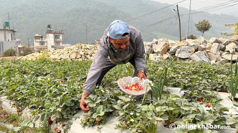 बनेपा र ककनीमा स्ट्रबेरी खेती, वार्षिक ३० लाख आम्दानी